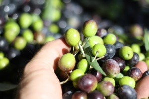 Olive miste piccanti 250 gr