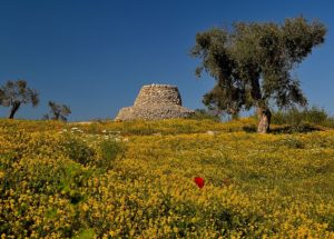 Olio_Salento