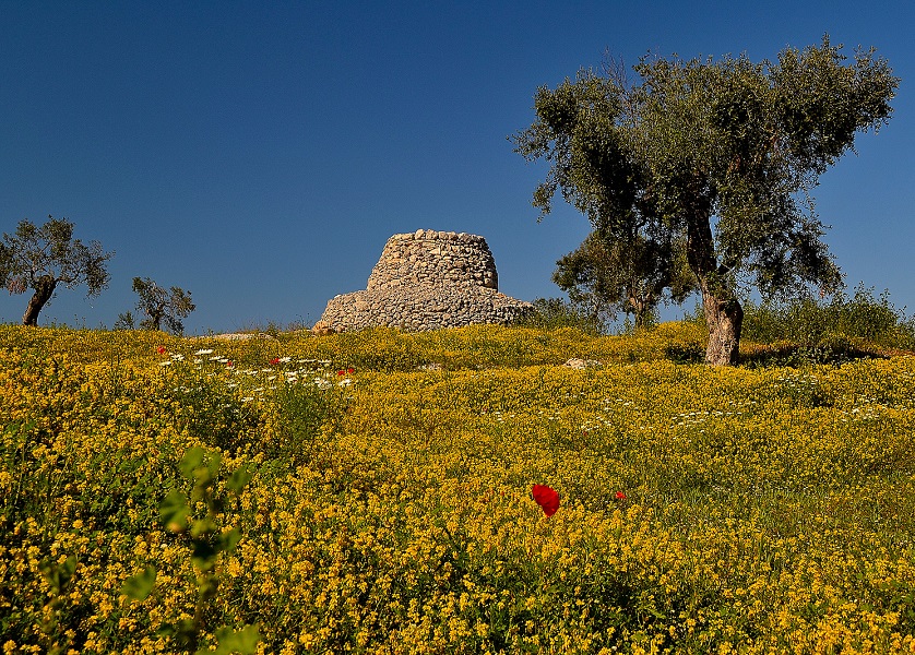 Olio_Salento 