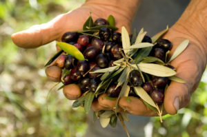 olive_salento