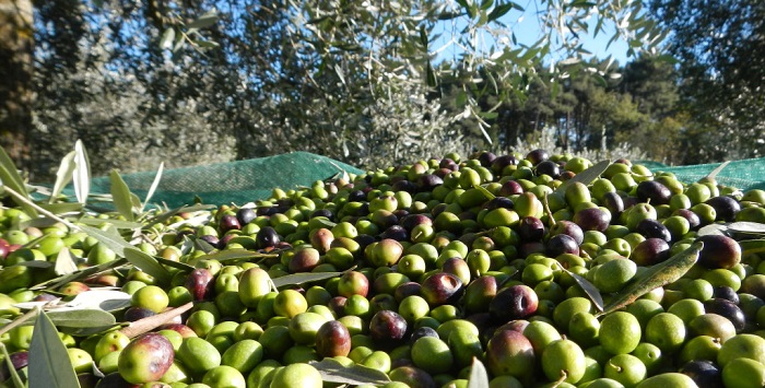 olio-salento-extravergine-oliva